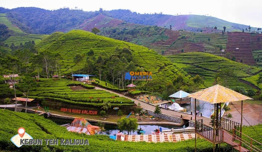 Kebun Teh Kaligua