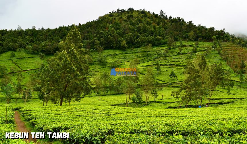 Kebun Teh Tambi